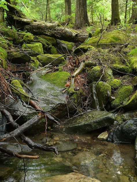 Old Growth Forest, Forest Stream, Aquascape Design, Environment Painting, Forest Cabin, Forest Scenery, Backyard Water Feature, Landscape Model, Misty Forest