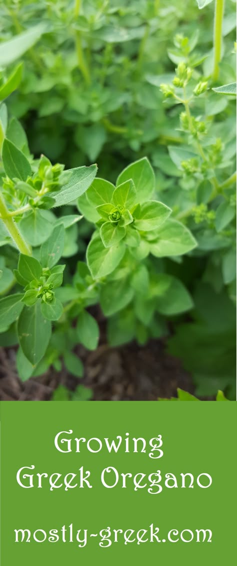 Greek Oregano Recipes, Harvesting Oregano, Italian Oregano Plant, Greek Oregano Plant, Oregano Tea, Medicinal Gardening, Oregano Flowers, Gardeners Journal, Foundation Plants