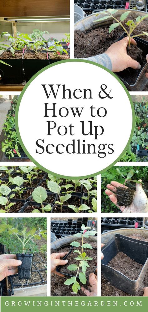 Seedlings Indoors Starting Diy, Seedlings Indoors Starting, When To Transplant Seedlings, Cottage Yard, Hardening Off Seedlings, Seed Growing, Growing Seedlings, Seedlings Indoors, Herb Garden Pots