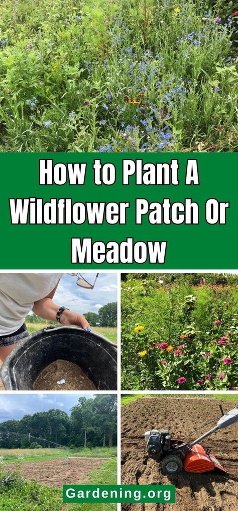 How to Plant A Wildflower Patch Or Meadow Wild Flower Patch In Yard, How To Grow Wildflowers, Small Wildflower Garden, Planting Wild Flowers, Planting Wildflowers, Wildflower Patch, Picking Wildflowers, Garden Ideas Backyard, Diy Compost