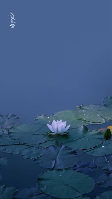 Zen Wallpaper, Zen Aesthetic, Lotus Flower Wallpaper, Lotus Wallpaper, Telephone Design, Lotus Flower Pictures, Lily Wallpaper, Flowers Photography Wallpaper, Cute Flower Wallpapers