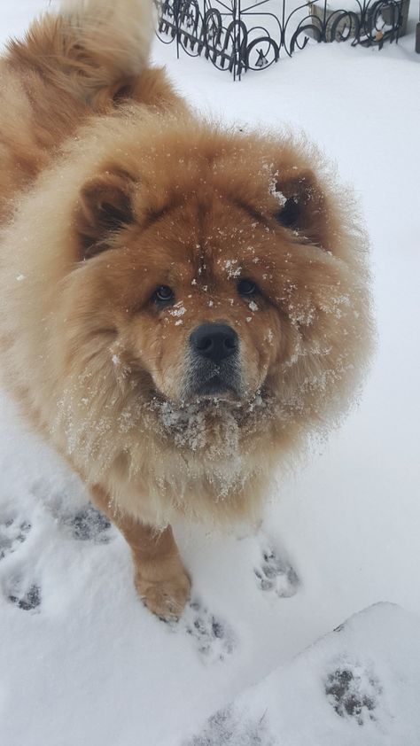 Gimli loves the snow. b Sadly he can't tolerate it like most Chow Chows because of the pin in his leg. Chow Chow Wallpaper, Dogs Chow Chow, Cream Deserts, Chow Dog Breed, Perros Chow Chow, Tolerate It, Veterinary Assistant, Cute Dog Wallpaper, Chow Chow Dogs