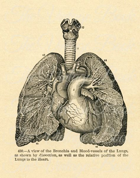 Human Anatomy Art Aesthetic, Vintage Lungs Illustration, Vintage Anatomy Prints, Medical Anatomy Art, Lung Anatomy Art, Lung Picture, Lung Aesthetic, Vintage Doctor Aesthetic, Human Lungs Drawing