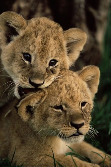 Powerful big cat family #lion #lioncub #younglion #kingofthejungle Big Cat Family, Cat Diary, Lion Cubs, Animal Ideas, Lion Love, Cute Lion, Baby Lion, Cat Family, Baby Animals Funny