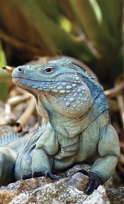 Grand Cayman Blue Iguana | Photo Credit: Fred Burton | Check out our website for more awesome reptile facts! | #cayman #iguana #reptiles #wildlife Blue Iguana, Regard Animal, Cute Reptiles, Endangered Animals, Grand Cayman, Komodo, Reptiles And Amphibians, Animal Planet, Exotic Pets