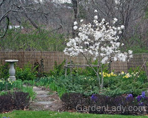 A small tree placed in your lawn or flower border can be the perfect focal point. Site the tree so that you see it when looking out a frequently used window . Focal Point Garden, Large Planter Boxes, Star Magnolia, Spring Flowering Trees, Magnolia Stellata, Hydrangea Garden, Dry Garden, Planting Plan, Open Flower