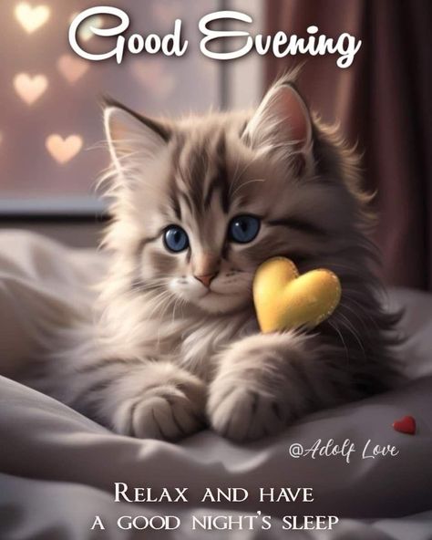 Good Afternoon Cat, Good Night Cats, Good Night Meme, Dobro Veče, Good Night Qoutes, Good Night Cat, Pleasant Dreams, Good Night Funny, Good Evening Greetings