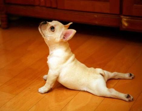 Small pup doing pilates :) Comedy Images, Upward Dog, Upward Facing Dog, Dog Yoga, Love My Dog, Up Dog, Cutest Animals, Morning Yoga, Wallpaper Pictures