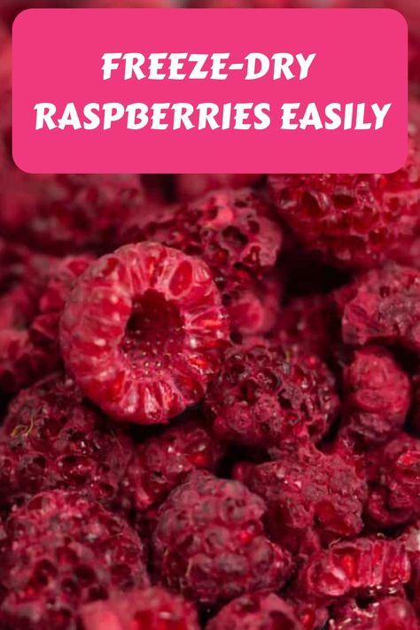 Discover a practical way to preserve your fresh raspberries for an extended period by freeze-drying them at home. Freeze drying not only retains their vibrant color and flavor but also transforms them into a versatile powder that can be used in a variety of recipes. Learn the simple steps to freeze dry raspberries and unlock a world of culinary possibilities with this homemade ingredient. Dry Raspberries, Freeze Dried Food Recipes, Freeze Drier, Freeze Dry Food, Freeze Dried Food Storage, Fruit Powders, Food Preservation Methods, Harvest Right Freeze Dryer, Freeze Dryer