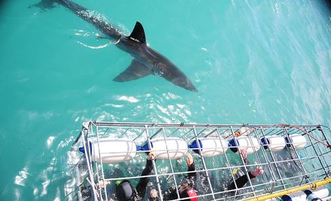 Bucket List: Cage Diving with Great Whites off the coast of S.A. Shark Lady, Bungee Jump, Shark Cage Diving, Shark Cage, Africa Trip, The Big Five, Shark Diving, Underground World, Big 5