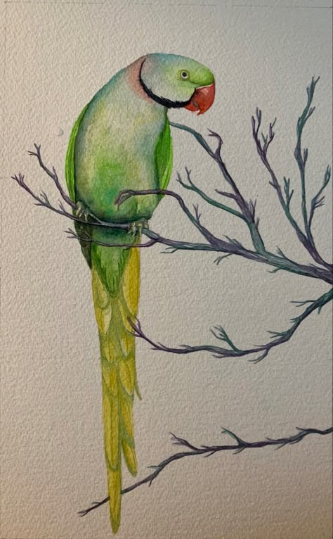 Green Bird Drawing, Green Parrot Drawing, Parotts Bird Drawing, Green Parrot Painting, Parrot Art Painting, Parrots Drawing, Watercolor Parrot Painting, Parrot Watercolor, Parrot Drawing