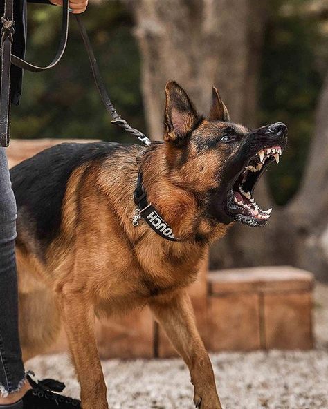 RAWR   @elko_the_star   #germanshepherd #germanshepherds #germanshepherdphotos #germanshepherdpictures #germanshepherdpics #gsdpictures #gsdpics #gsd #germanshepherddogs#germanshepherdpuppies #gsdstagram German Shepherd, german shepherds, german shepherd photos, german shepherd puppies,german shepherd dogs German Shepherd Facts, German Sheperd Dogs, German Shepherd Breeds, Angry Dog, Bulldog Breeds, Black German Shepherd, German Shepards, Working Dog, Coban