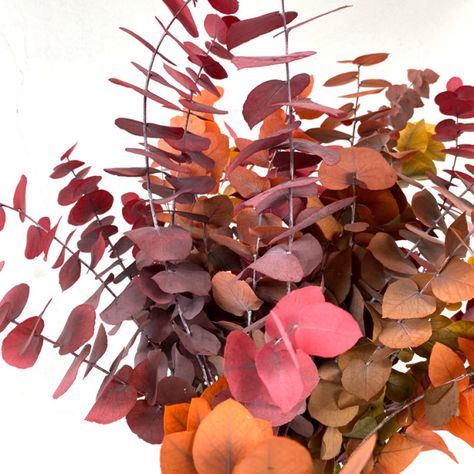 Feuillage eucalyptus teinté à petit prix - livraison feuillages Eucalyptus Bouquet, Inspiration Nature, Feuille Eucalyptus, Source Of Inspiration, Autumn Inspiration, Floral Art, Real Weddings, Grapes, Diy Projects