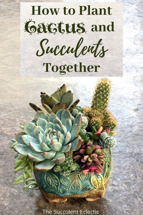 Learn step-by-step how to plant cacti and succulents together so both will thrive! This technique works to ensure that neither is the cactus over-watered nor is the succulent under-watered. You can use this to plant cactus and succulents together in a planter or in landscape. You can do this! :) Pin now, read later.  #Cactusandsucculents #succulents #cactusandsucculentarrangements #howtoplantsucculents #howtoplantcactus Cool Garden Ideas, Propagate Succulents From Leaves, Succulent Projects, Cactus Arrangement, Flowers And Succulents, Succulent Bowls, Succulent Garden Indoor, Paper Garden, Indoor Cactus