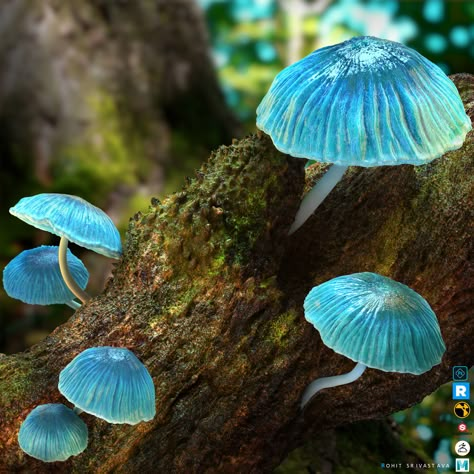 Mushrooms Pretty, Mushroom Beautiful, Colourful Mushrooms, Pretty Mushrooms, Nature Composition, Blue Mushrooms, Mushroom Images, Blue Mushroom, Mushroom Plant