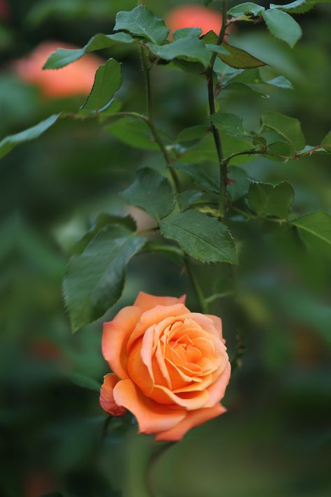 https://flic.kr/p/pL182B | orange rose | Flickr(^_-)-☆ Orange Roses, Beautiful Rose Flowers, Love Rose, Alam Yang Indah, Flower Beauty, Types Of Flowers, Beautiful Blooms, Orange Flowers, Amazing Flowers