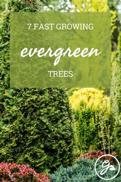 Evergreens contribute year-long interest to the quietest corners, but which make the most impact in the shortest time? Try these fast-growing evergreen trees for quick results. Fast Growing Evergreen Trees, Fast Growing Evergreens, Video Garden, Conifer Trees, Fast Growing Trees, Water Wise, Sustainable Garden, Ornamental Trees, Shade Trees