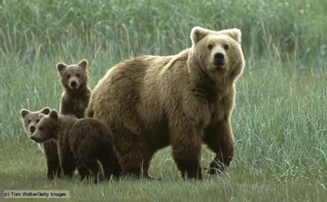 Bears Videos, Asiatic Black Bear, Grizzly Bears, Lions And Tigers, Brown Bears, Three Bears, We Bear, Bear Pictures, Mother's Love