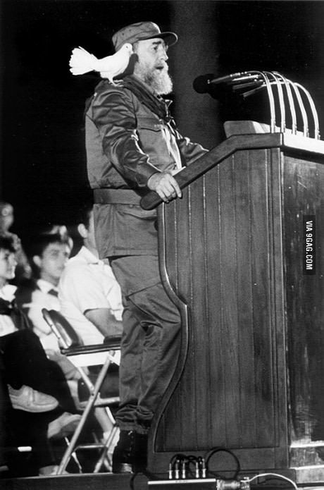 Bird lands on well known politician during a rally. (1959) Fidel Castro Art, Fidel Castro Quotes, Fidel Castro Che Guevara, Che Guevara Art, Viva Cuba, Cuban Revolution, Communist Propaganda, Ernesto Che Guevara, The Dictator