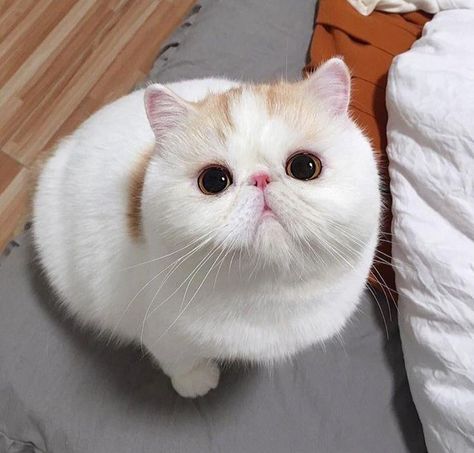 Exotic Shorthair Cat, Animals Tattoo, Exotic Cats, Exotic Shorthair, Shorthair Cat, Cat Anime, Wallpaper Cat, Drawing Cat, Cat Facts