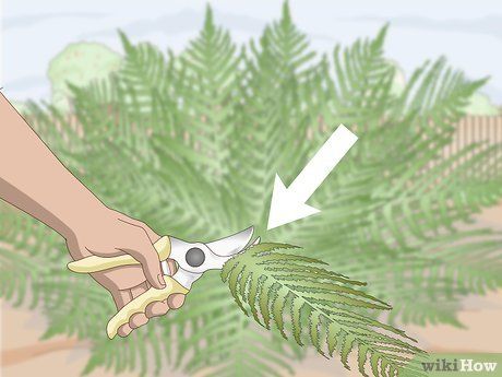 How To Over Winter Ferns, How To Prune Ferns, How To Keep Ferns Alive In Winter, Overwintering Ferns, Macho Fern, Rose Of Sharon Tree, Dirt Therapy, Fern Images, Indoor Ferns