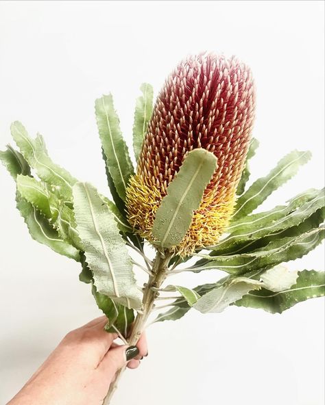 Banksia menziesii ❤️ being featured in our native bouquets this week. #sendthelove #flowerdelivermelbourne #melbourneflorist #flowerdeliverymelbourne #melbourneonlineflorist Banksia Menziesii, Banksia Flower, Gum Blossom, Blossom Bouquet, Online Florist, Flowers Delivered, April 11, Flower Delivery, Flowers Bouquet