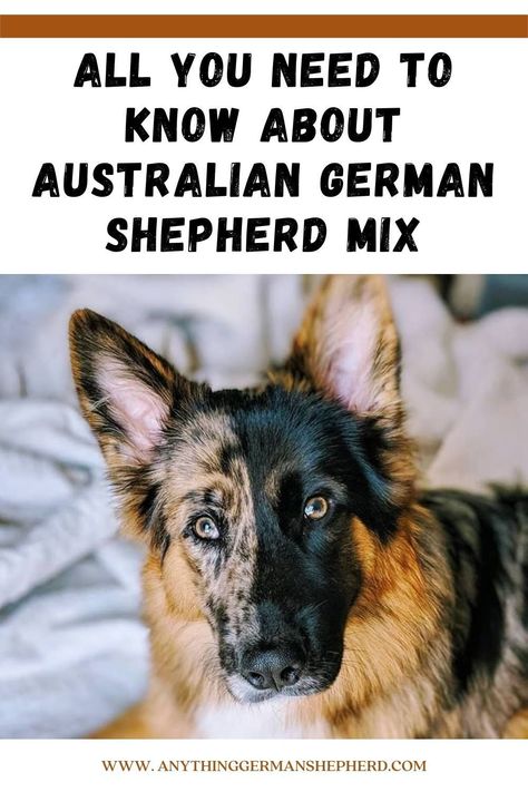 Complete Guide To Know About Australian German Shepherd Mix Also known as a German Australian Shepherd, the cross between an Australian Shepherd and a German Shepherd produces an uncommon designer dog who is smart, social, trainable, affectionate, and athletic. #AustralianShepherdGermanShepherdMix #dogbreed Australian German Shepherd, German Australian Shepherd, Australian Shepherd German Shepherd, German Shepherd Mix Puppies, Dog Car Travel, Cat Ramp, Puppy Mix, Car Travel Accessories, German Shepherd Pictures