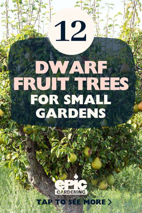 A small pear tree with ripe, green, fruit on it Small Garden Fruit Trees, Garden Layout With Fruit Trees, Fruit Tree Lined Driveway, Small Fruit Tree Garden, How To Plant Fruit Trees, Orchard Design Layout Fruit Trees, How To Graft Fruit Trees, Orchard Garden Layout Fruit Trees, Cordon Fruit Trees