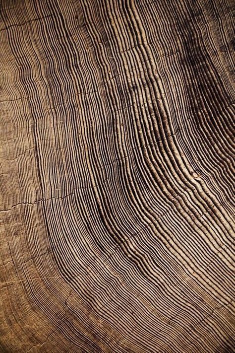 Art Rings, Large Abstract Canvas, Earth Texture, Photo Macro, Redwood Tree, Mood Images, Natural Patterns, Texture Inspiration, Art Ring