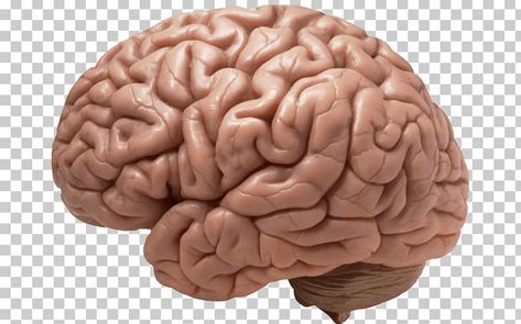 Human Brain Drawing, Photoshop Assets, Brain Png, Template Overlay, Smooth Muscle Tissue, Body Png, Cartoon Brain, Human Skeleton Anatomy, Brain Models