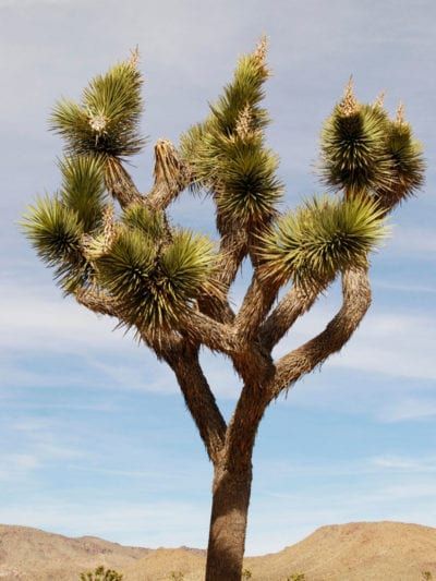 Succulents Drawing, Joshua Trees, Famous Trees, The Joshua Tree, Tree Growing, Best Perennials, Growing Succulents, Tree Images, California National Parks