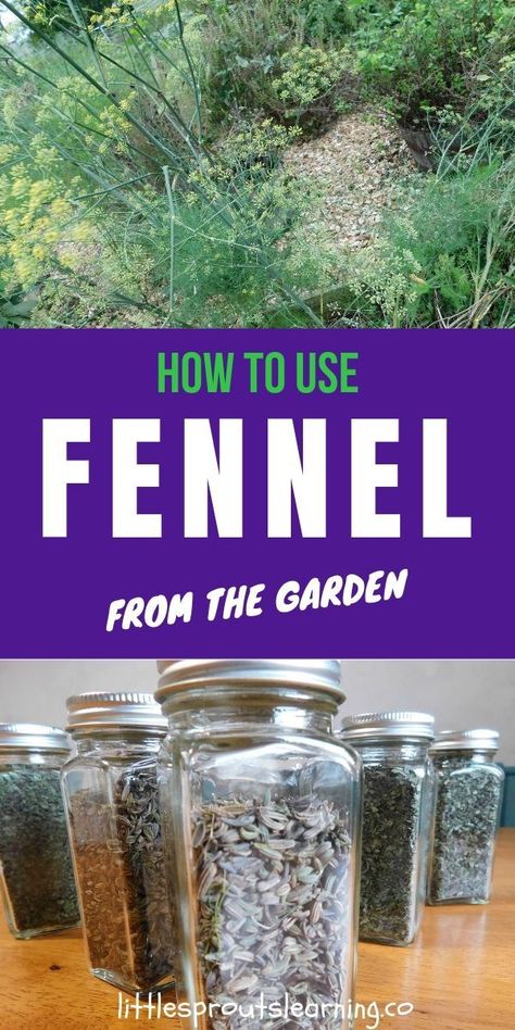 Growing Fennel, Fennel Herb, Fennel Tea, Fennel Recipes, Herb Containers, Crunchy Salad, Anise Seed, Witch Garden, Herbal Apothecary