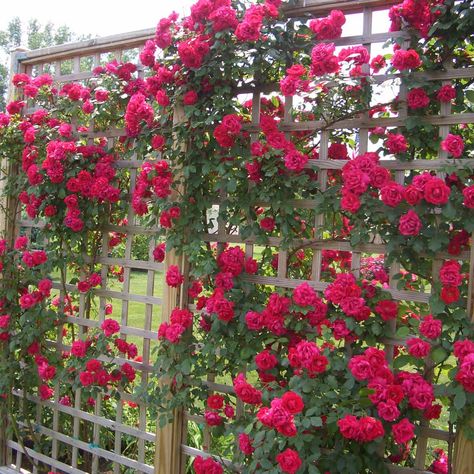 trellis flower wall Roses Trellis, Climbing Roses Trellis, Diy Flower Wall, Climbing Trellis, Flower Trellis, Diy Garden Trellis, Rose Gardening, Rose Trellis, Climbing Flowers