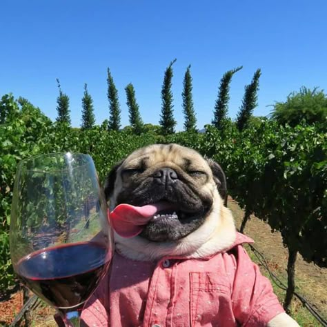 Doug the Pug is my spirit animal! Silly Dog Pictures, Gatos Cool, Funny Pugs, Cute Pug Puppies, Doug The Pug, Baby Pugs, Bulldog Francese, Pug Puppies, Pugs Funny