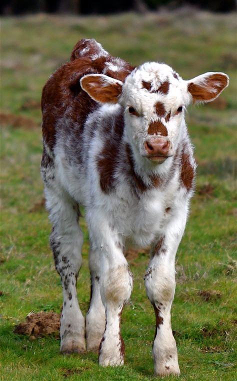 Spotted calf Face Rash, Miniature Cows, Country Woman, Baby Farm Animals, Show Cattle, Fluffy Cows, Cow Pictures, Cow Calf