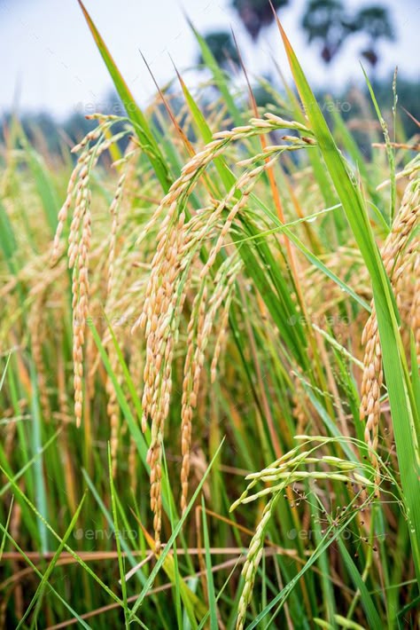 Close up ear of rice in paddy field Rice Farming Photography, Rice Plant Photography, Paddy Field Aesthetic, Rice Field Aesthetic, Paddy Field Photography, Rice Field Photography, Farming Photo, Rice Aesthetic, Rice Paddy Fields