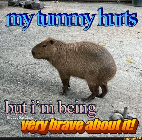 Tummy Hurt Reaction, Capybara Aesthetic, Capybara Meme, Roblox Cringe, My Tummy Hurts, Tummy Hurts, Cute Animal Memes, Spotify Playlists, Meme Stickers