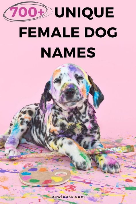 Female Puppy Names Unique, Girl Puppy Names Unique, Female Pet Names, Puppy Girl Names, Puppy Names Unique, Girl Dog Names Unique, Puppies Names Female, Dogs Names List, Funny Dog Names