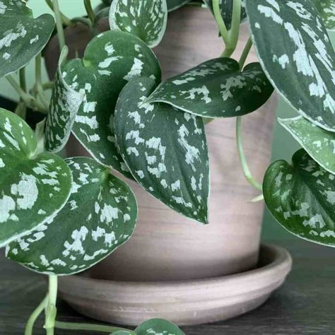 Scindapsus Pictus, Easy Indoor Plants, Growing Orchids, Plant Problems, Natural Curiosities, Pothos Plant, Indoor Plant Care, Rare Species, Plant Aesthetic