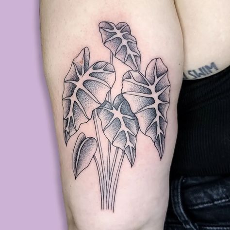 Elephant Ears Tattoo, Elephant Ear Plant Tattoo, Elephant Ear Tattoo, Images Of Tattoos, Getting Tattooed, Elephant Ear Plant, Tattoo For Son, Plant Tattoo, Elephant Ears