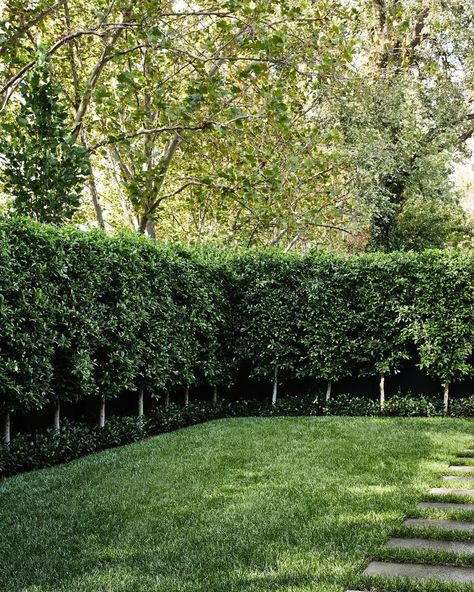 Front Fence Hedge, English Yew Hedge, Double Hedge Landscaping, Ficus Landscaping, Tree Lined Fence Backyards, Front Hedge Ideas, Hedge For Privacy Fence, Hedge In Front Of House, Arborvitae Companion Plants