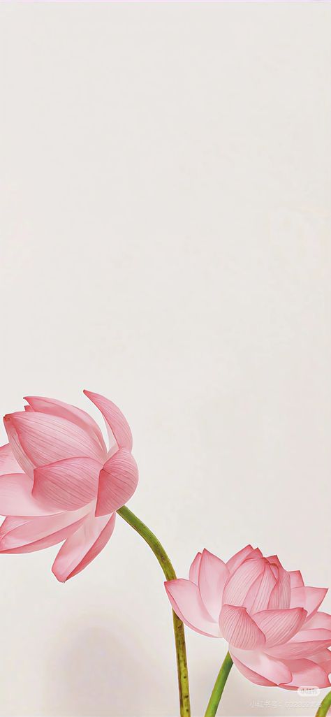 Wallpaper Rosa Pastel, Pink Lotus Wallpaper, Lotus Flower Quote, Lotus Flower Wallpaper, Lotus Wallpaper, Lily Wallpaper, Lotus Painting, Sacred Lotus, Flower Icons