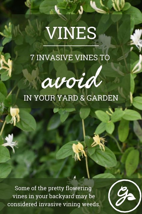 Avoid planting these 7 common weedy or invasive vines. Vine Landscaping Ideas, Non Invasive Climbing Vines, Fast Growing Vines Climbing, Evergreen Vines Climbing, Types Of Vines, Invasive Vines, Perennial Flowering Vines, Evergreen Climbing Plants, Plants That Like Shade