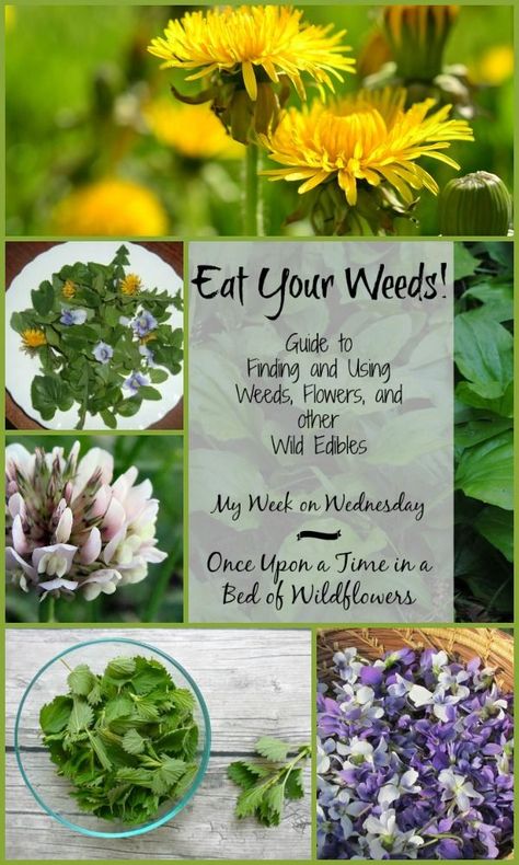 Wild Crafting, Edible Weeds, Food Foraging, Wild Foraging, Edible Gardening, Wild Food Foraging, Edible Wild Plants, Magia Das Ervas, Plant Medicine