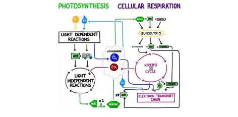 Respiration Diagram, Cellular Respiration Activities, Photosynthesis Activities, Photosynthesis Worksheet, Cell Respiration, Photosynthesis And Cellular Respiration, Bio Notes, Biology Revision, Ap Bio