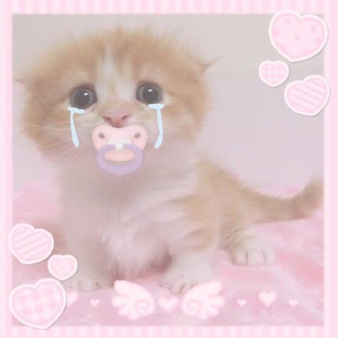 Cutecore Pfps, Kawaii Core, Silly Cats Pictures, Cat Icon, Cute Cute, Cute Animals Images, Kawaii Cat, Cute Animal Photos, Cute Cats And Dogs