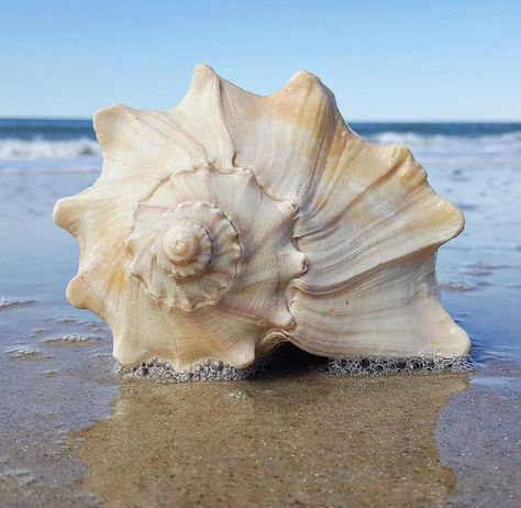 Shell Reference Photo, Seashells Photography, Coastal Deco, Modern Indian Art, Natural Form Art, Snail Art, Organic Art, Still Life Photos, Underwater Creatures