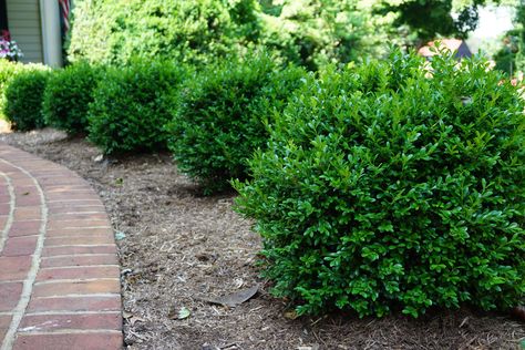 NewGen Independence™ — NewGen™ Boxwood Common Boxwood, Cold Hardy Palm Trees, Laurel Shrub, Flowering Pear Tree, Thuja Green Giant, Box Wood Shrub, Arborvitae Tree, Redbud Tree, Best Perennials