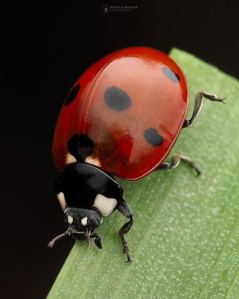 Insects In Nature, Insect Photography Nature, Insect Reference Photos, Nature Photography Macro, Cool Art Reference Photos Nature, Plant Reference Photos For Artists, Nature Close Up Photographs, Ladybug Realistic, Natural Forms Photography