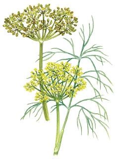 Once the summer solstice passes in late June, dill or cilantro become much less likely to burst into premature bloom. Dill Plant Drawing, Dill Botanical Illustration, Dill Illustration, Grow Dill, Dill Plant, How To Grow Dill, Herb Art, Mother Earth Living, Vegetable Illustration